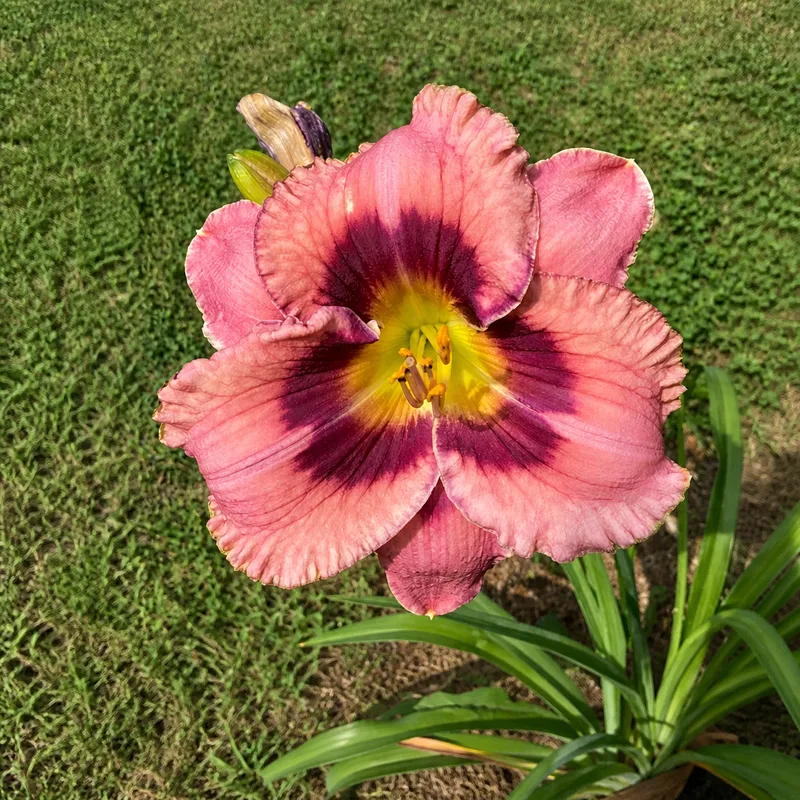 Nobska Raised to the Power of Pink