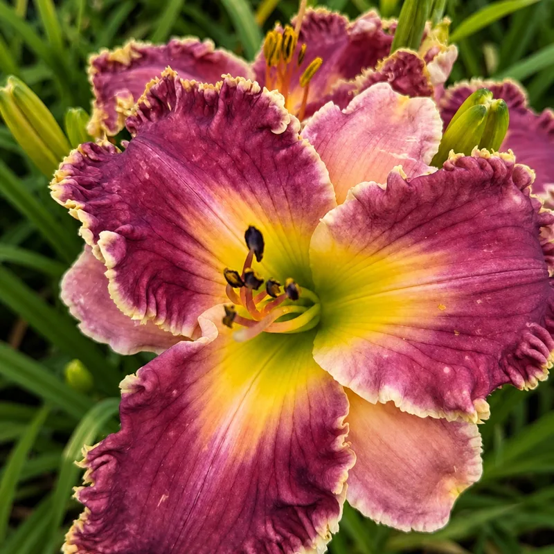 Brittany's Big Bloomer