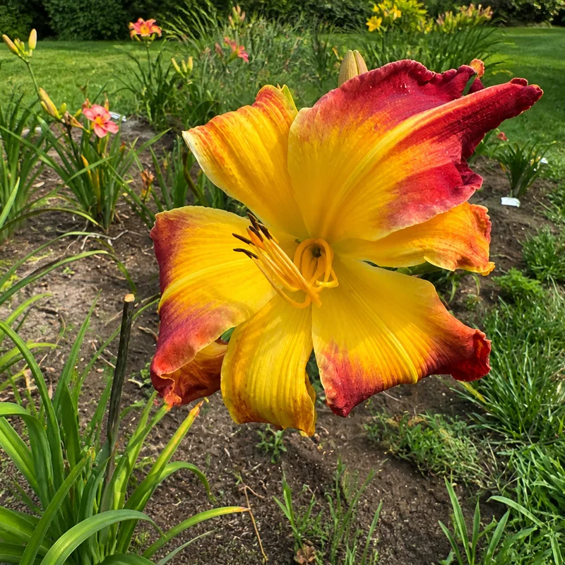 Paisley's Pinwheel
