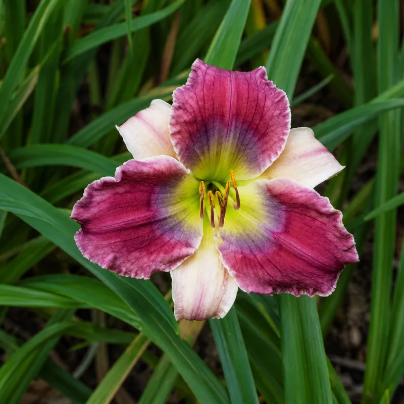 Wunderkinder AHS image
