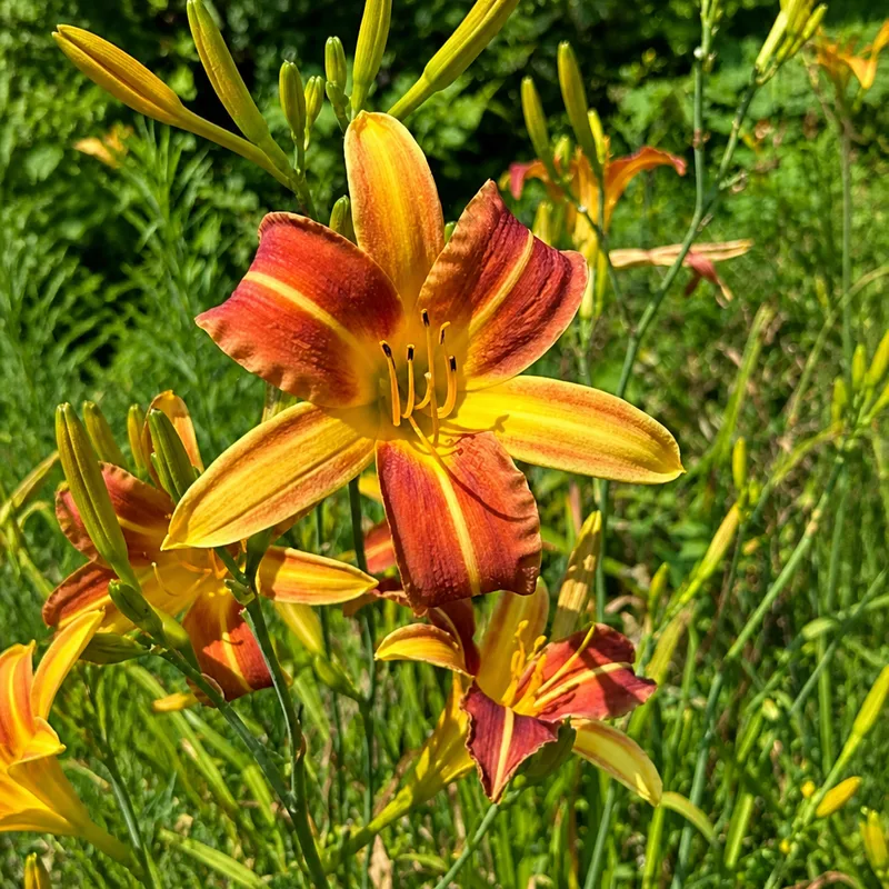 Flammekueche