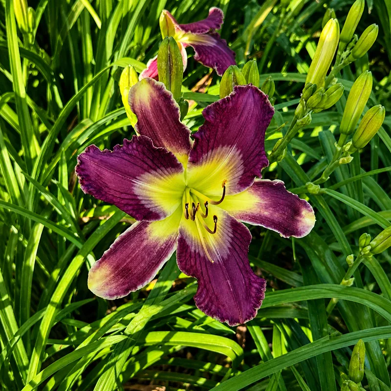 Pretty Purple Faces AHS image