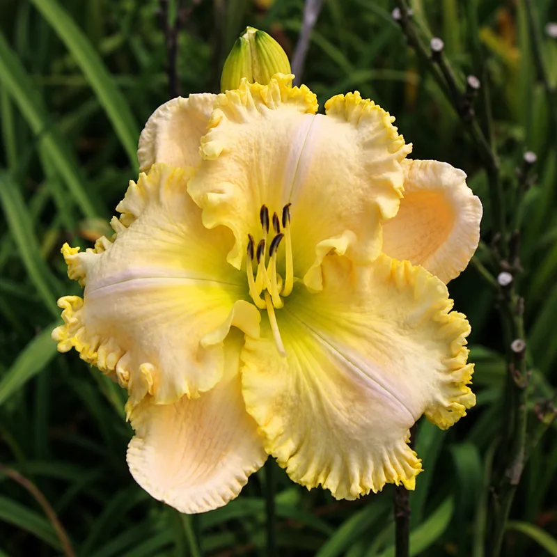Mema Nash's Lily AHS image
