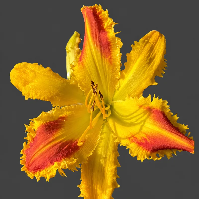 MV Fango Mango AHS image