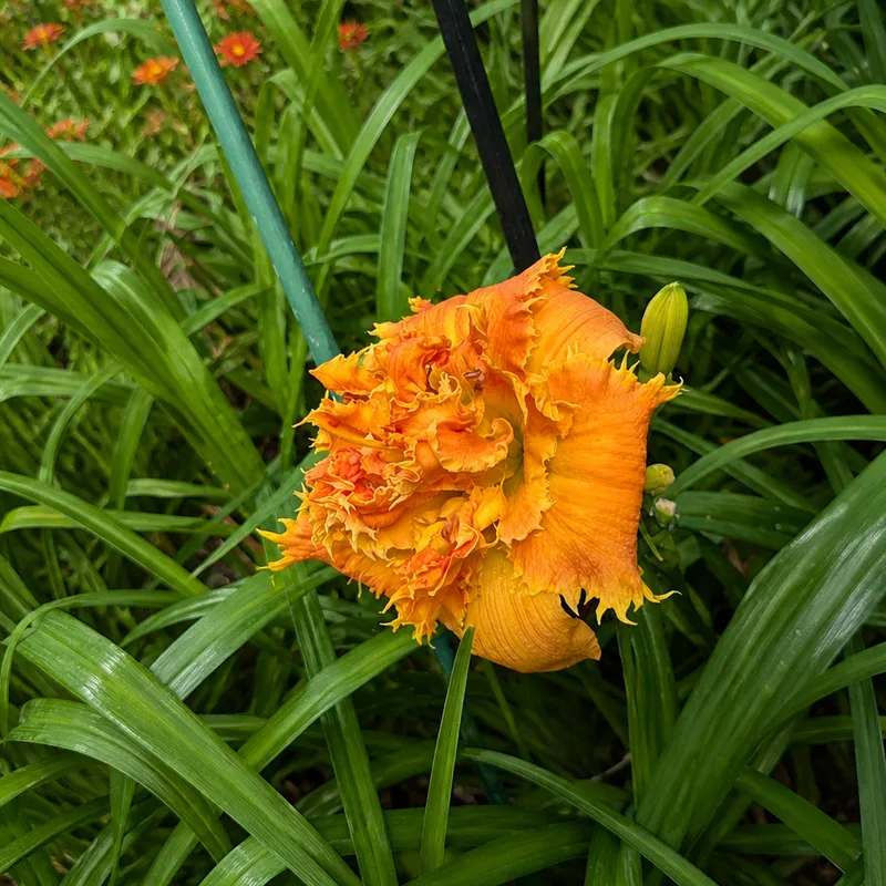 Orange Comet AHS image