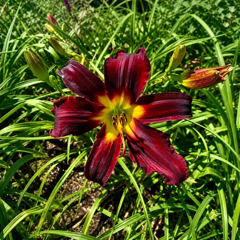 Alpha Draconis