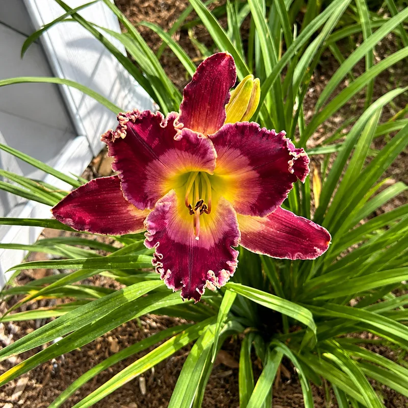 Frilled About You
