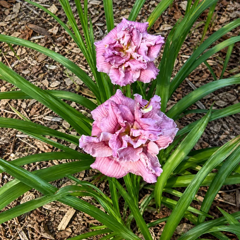 Tiny Pixie Petals AHS image