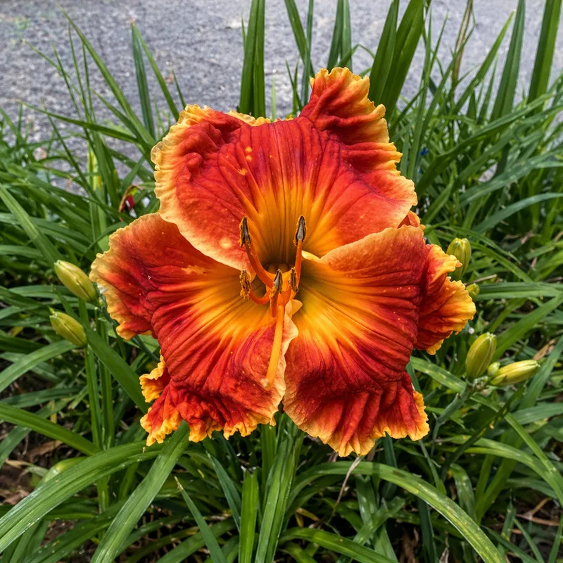 Ambrosia Delight AHS image