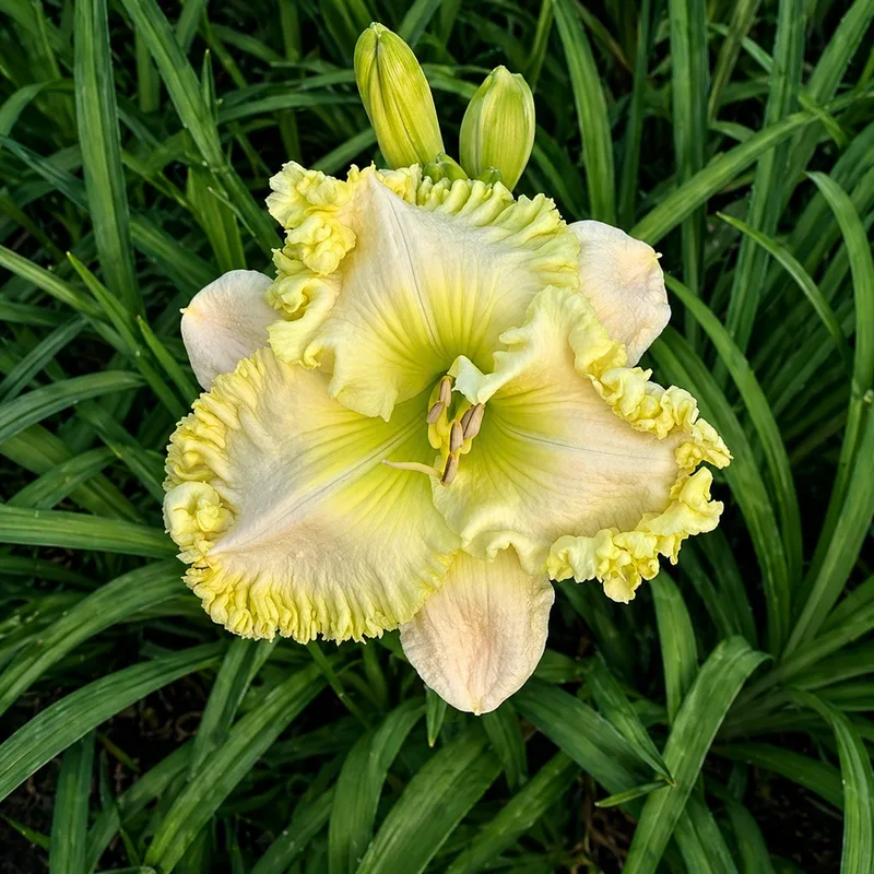 Linen Dewdrop AHS image