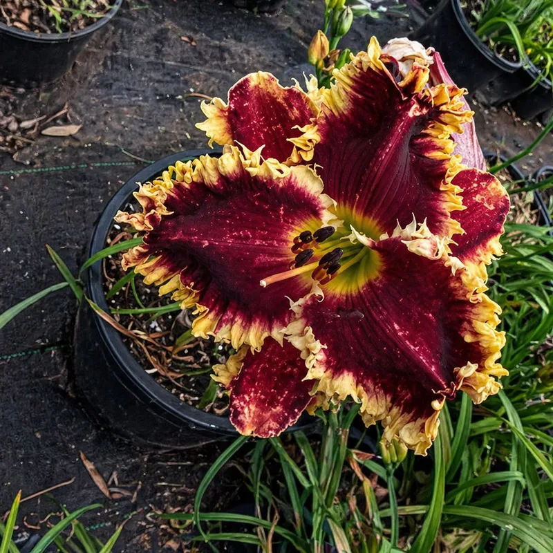 Lily's Firecracker