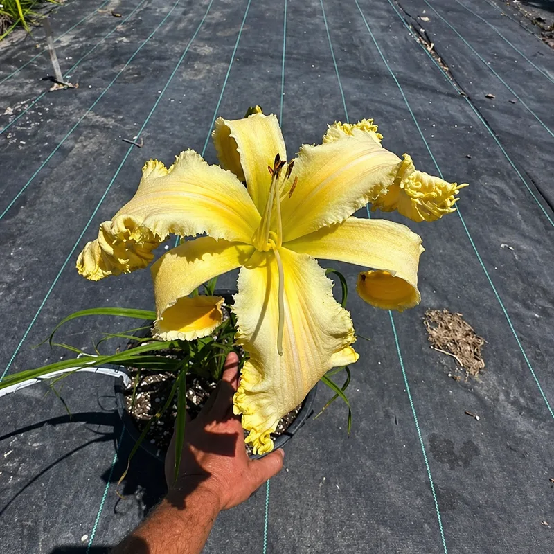 Yenok's Yellow Star AHS image