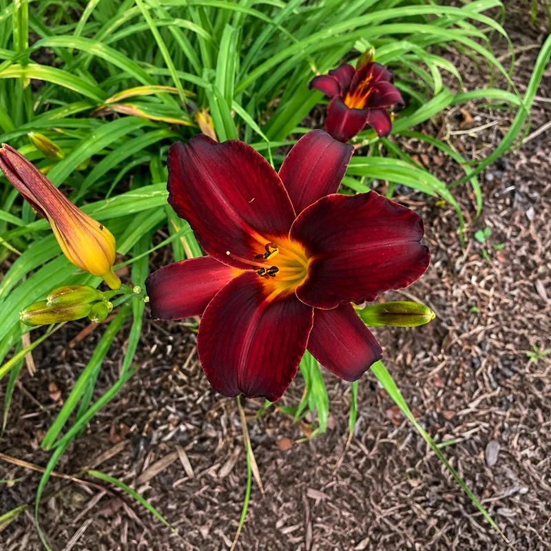 Jim's FSU AHS image