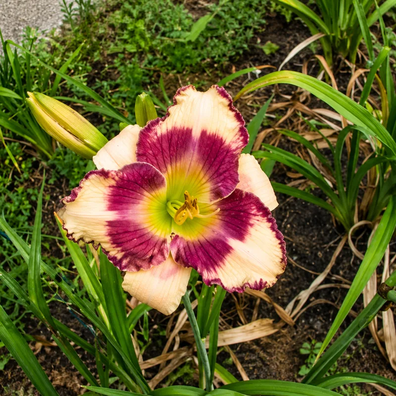 Kika's Star AHS image