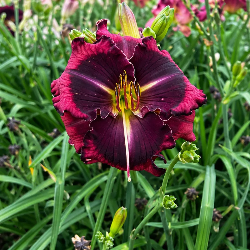 Magnificent Red Hearts AHS image