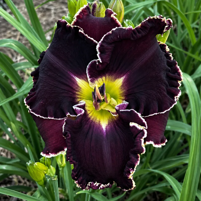 Satin Violets AHS image