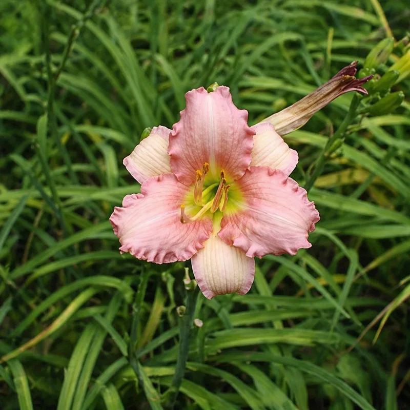 Silky Pink Trumpets AHS image