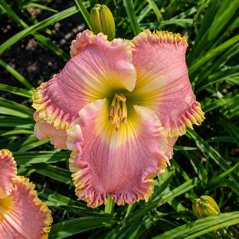 Southern Splendor AHS image