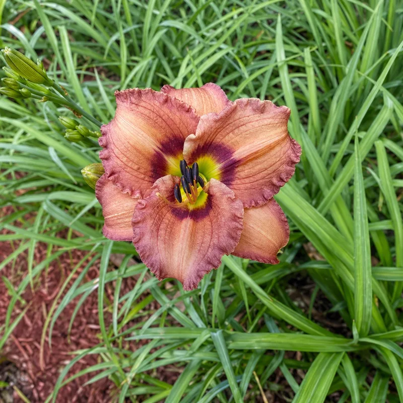 La Belle Bigal