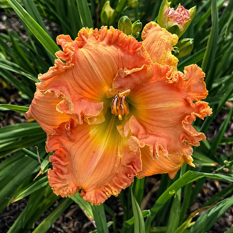 My Six Gals AHS image