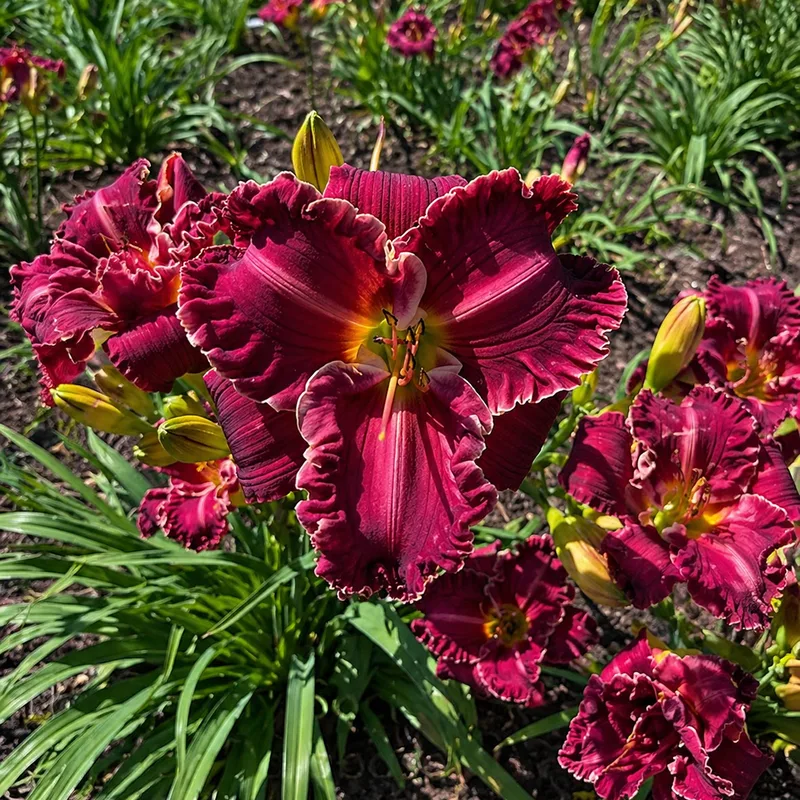 Vibrant Valerie AHS image
