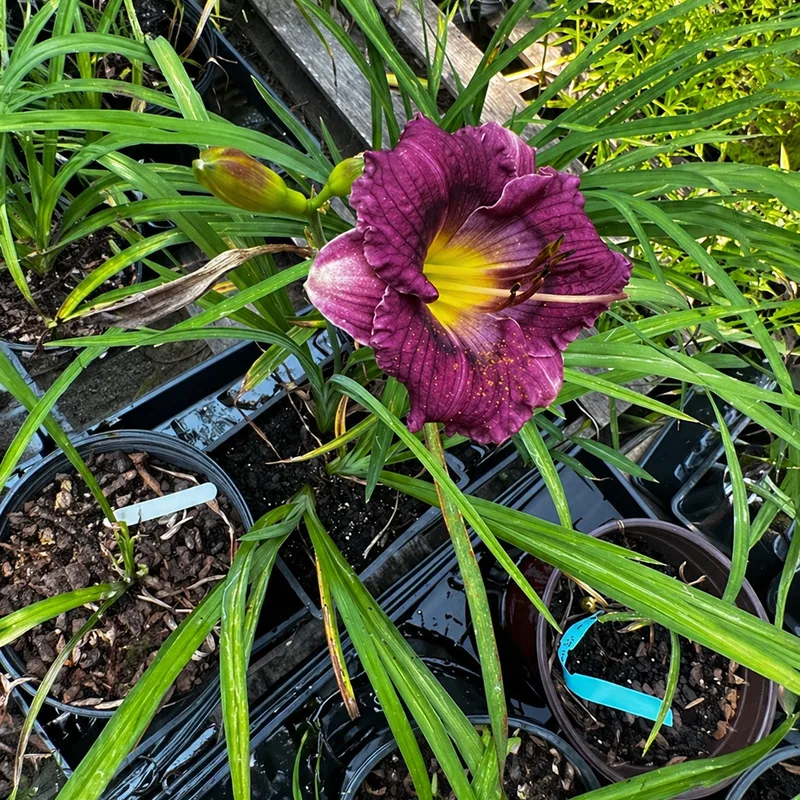 Little Tex from Pa AHS image