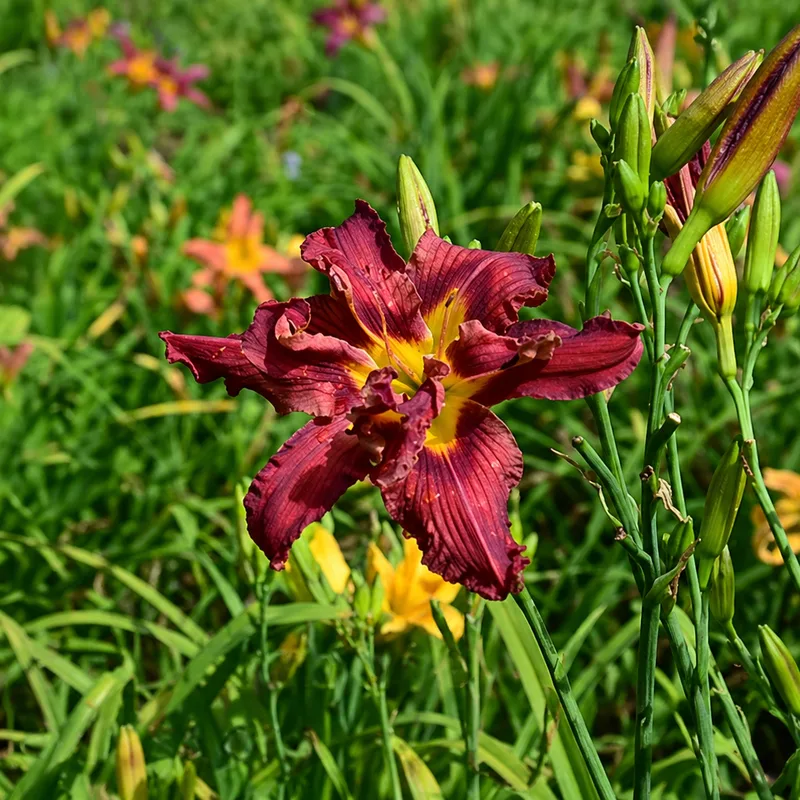 Bourbon Bliss AHS image