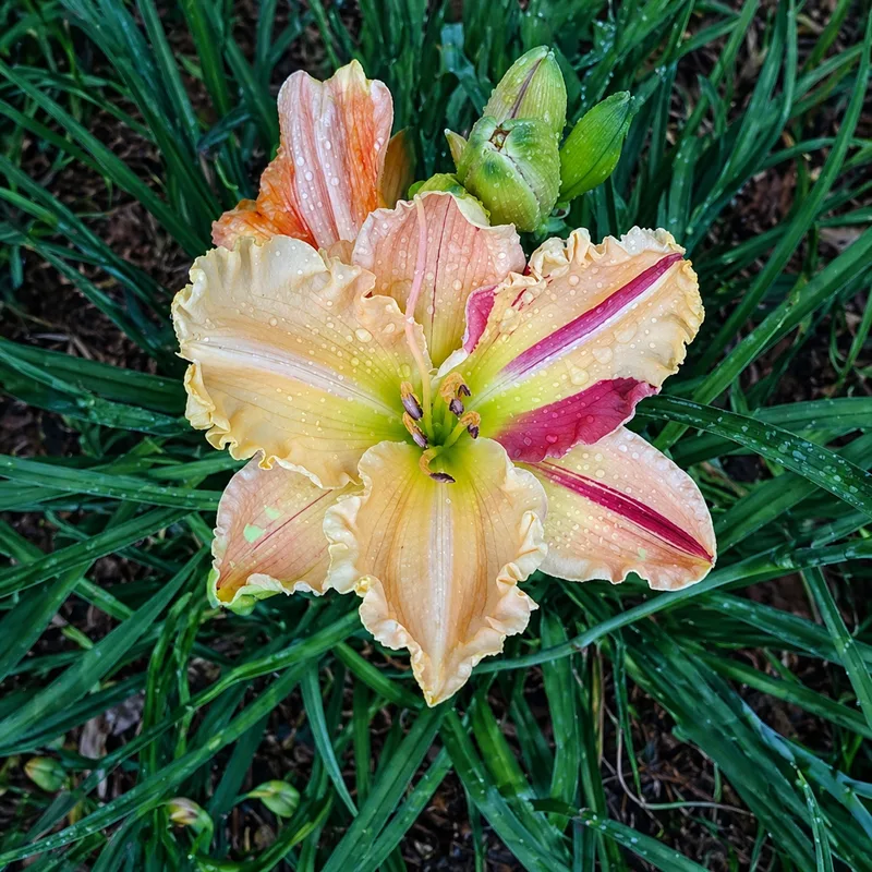 Chimera Peachy Keen AHS image
