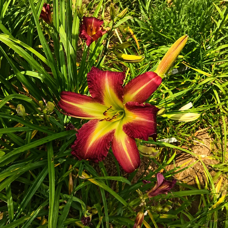 My Geechee Blossom AHS image