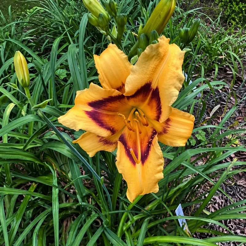 Star over Watkinsville AHS image