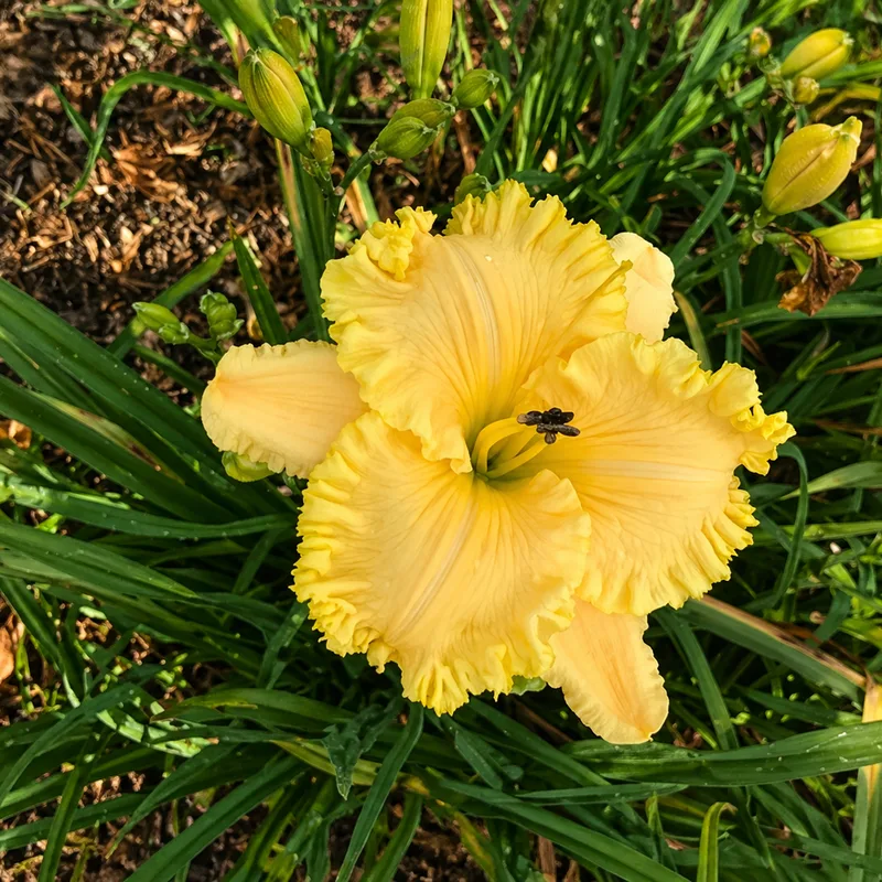 Yellow Flower Basket AHS image