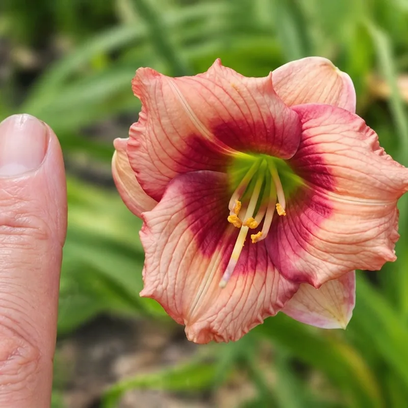 Lily Farm Cherry Seed AHS image