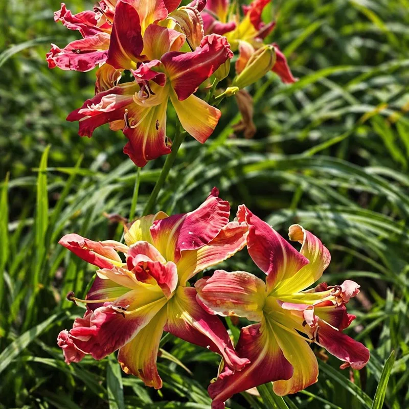 Lily Farm Double Anomaly AHS image