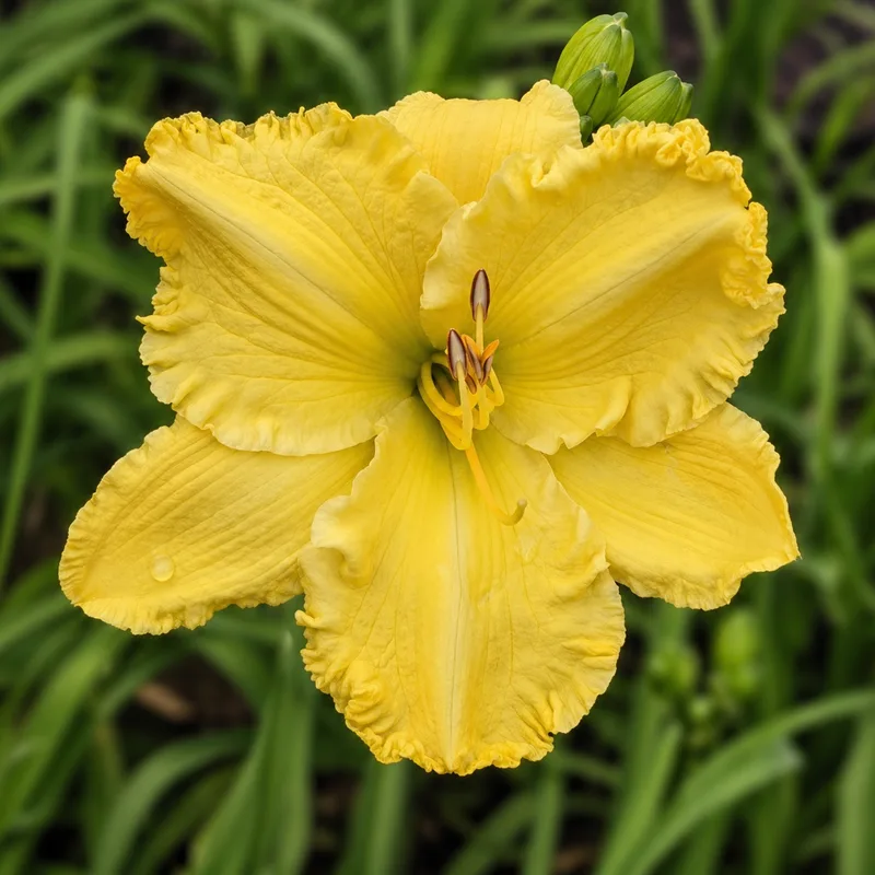 Lily Farm Glorious Memory AHS image