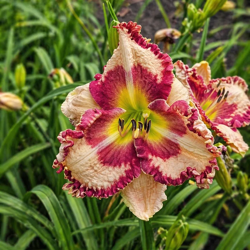 Lily Farm Joker AHS image