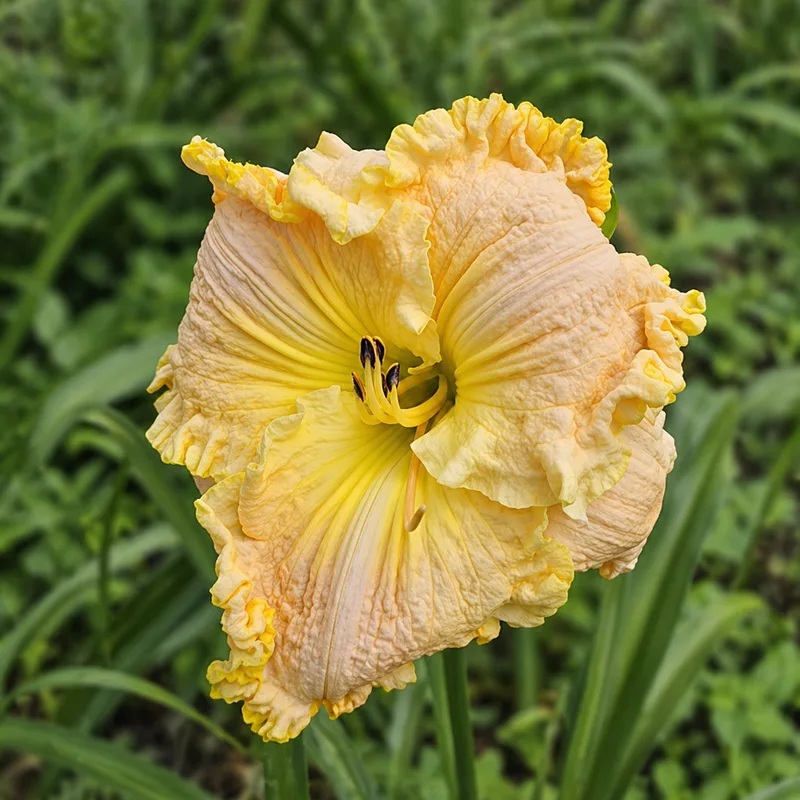 Lily Farm Layers of Lemon AHS image