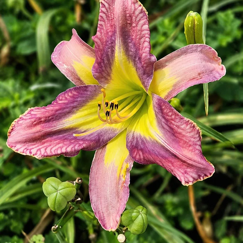 Lily Farm Medusa AHS image