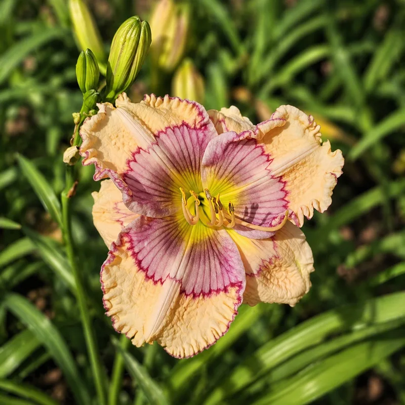 Lily Farm Melt in Your Mouth AHS image