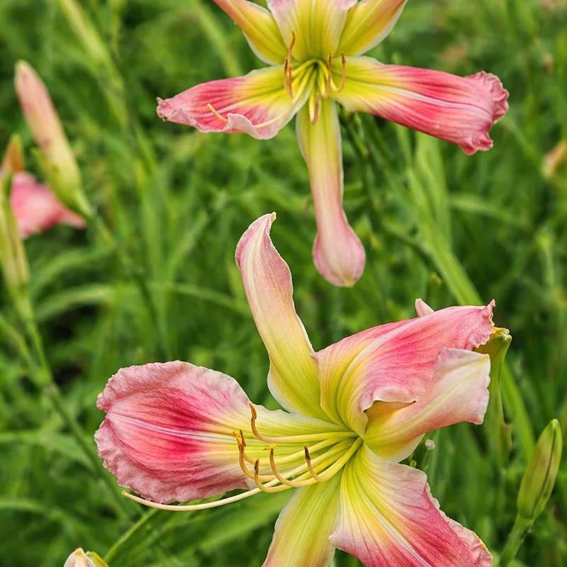 Lily Farm Pixie Dust AHS image