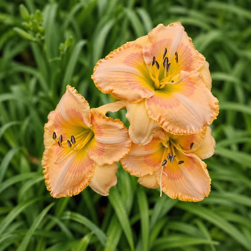 Tangerine Spritzer AHS image