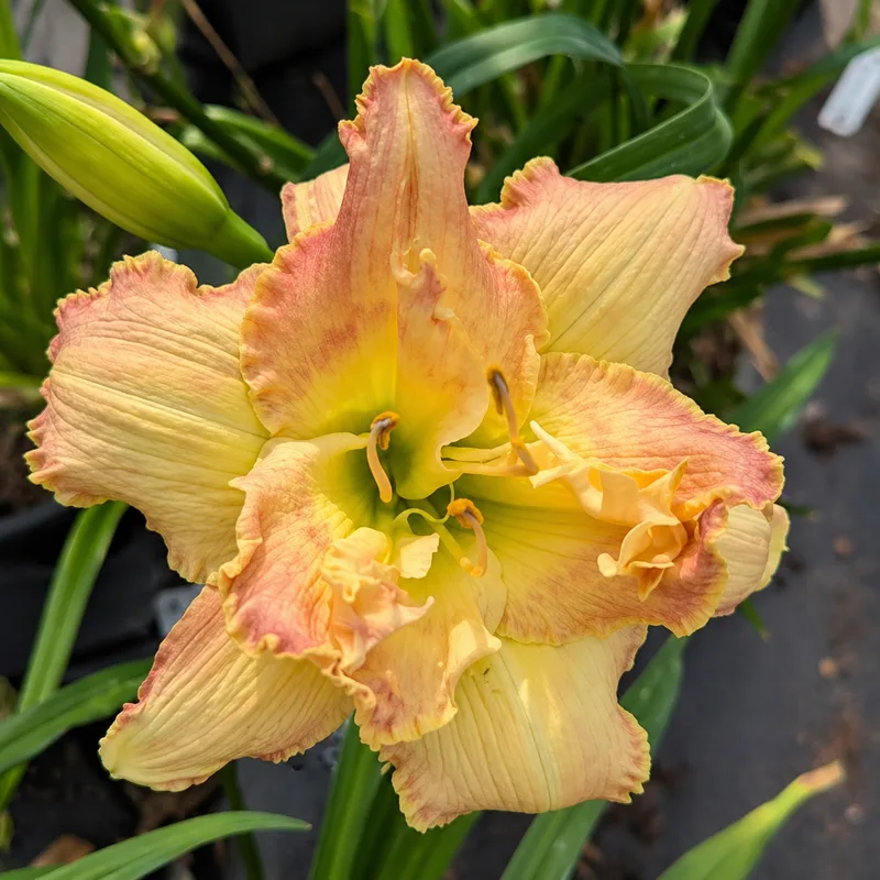 Cyndi's Hidden Beauty