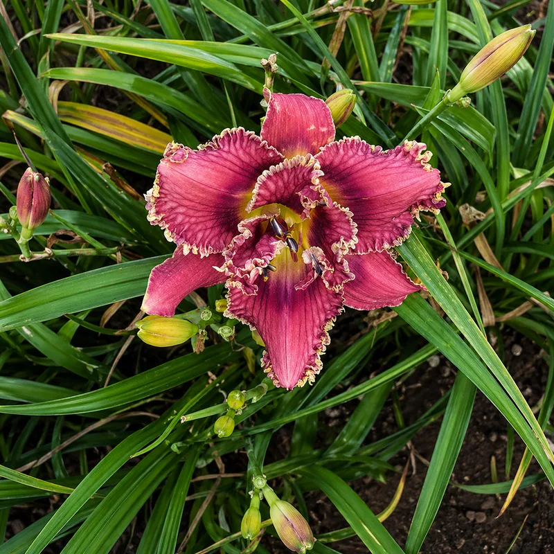 Gabriella's Purple Passion
