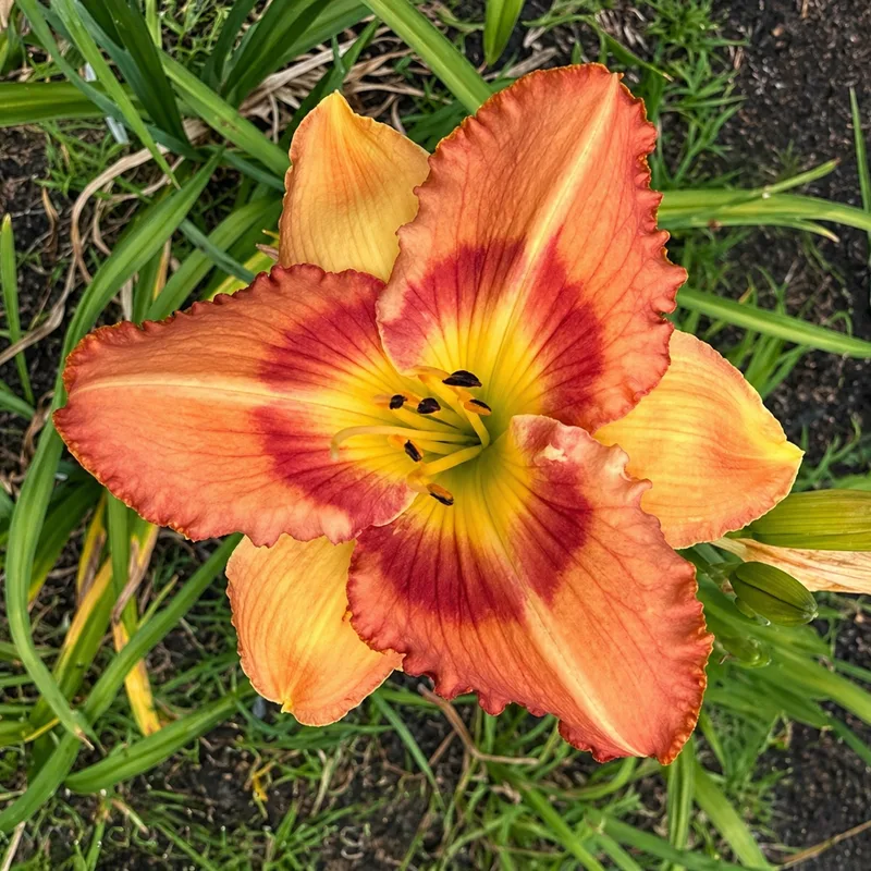 Lava Rose