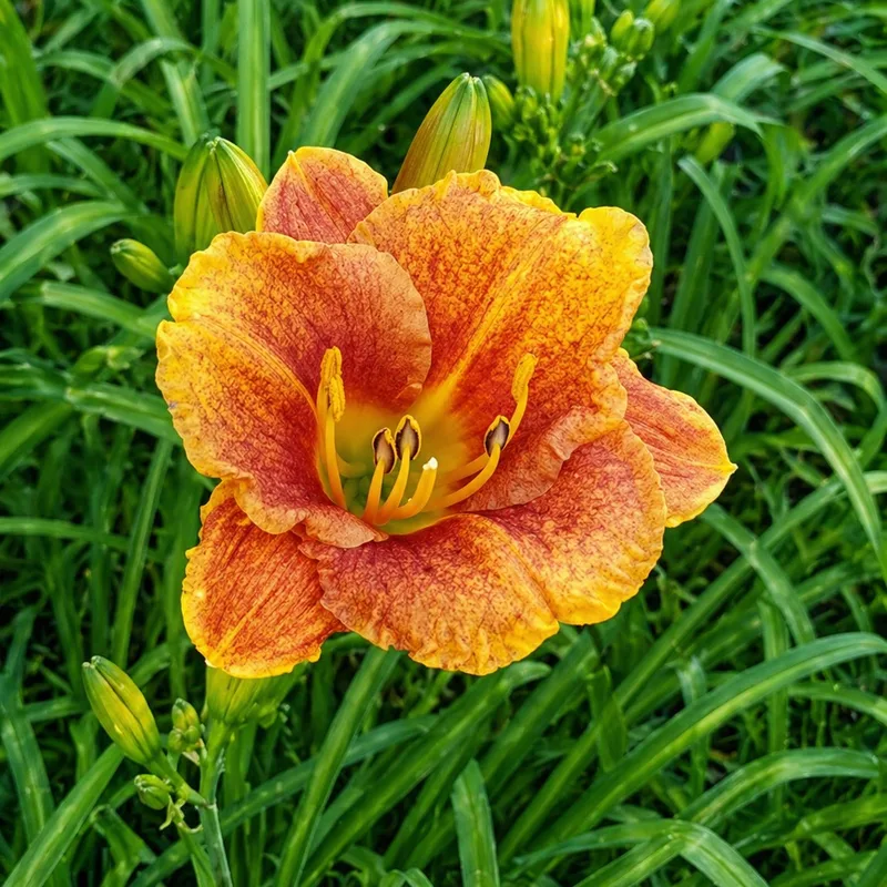La Belle Saupoudrée