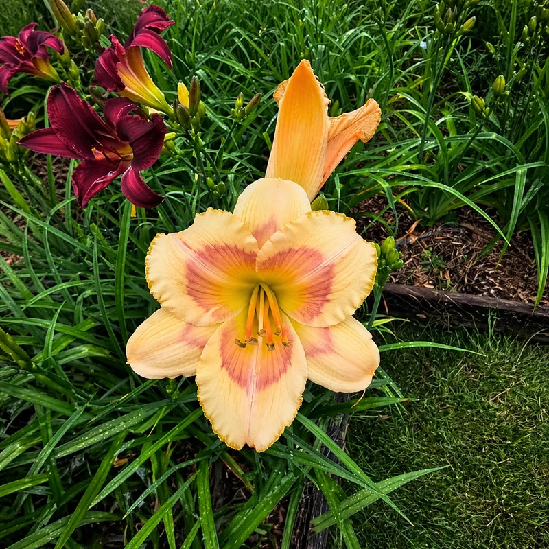 Coral Sunset Glow