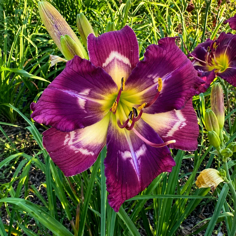 Morada Passion AHS image