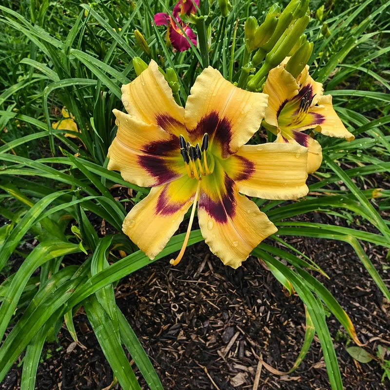 Serenity Cryptic Starburst AHS image