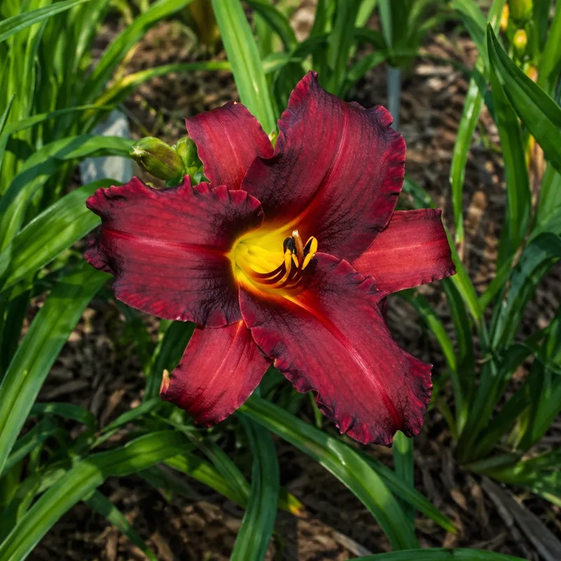 Donovan's Delight AHS image