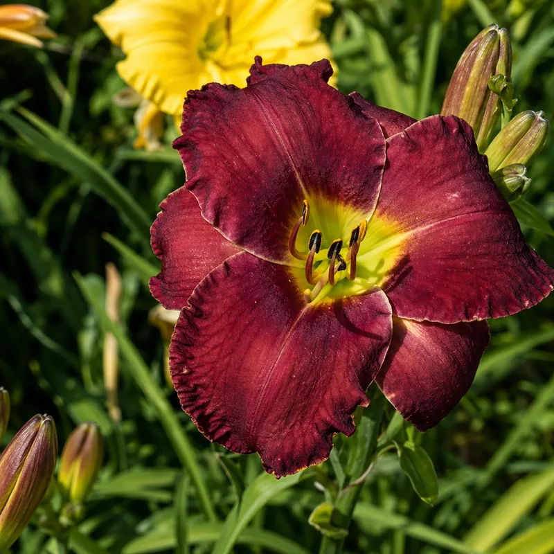 Earlybird Red Awakening AHS image