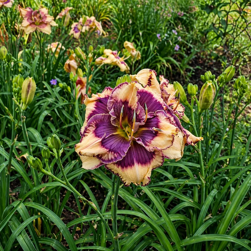 Bloomin' Pretty AHS image